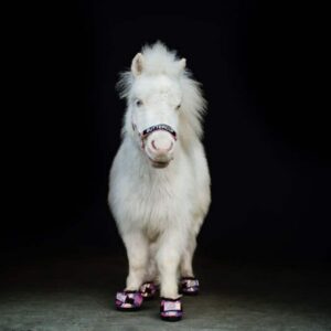 Pink-CLB-Boots-Buttercup-at-SOUL-Harbour-Ranch-Photo-by-Amanda-Marscin-Painted-Leaf-Photography-768x677